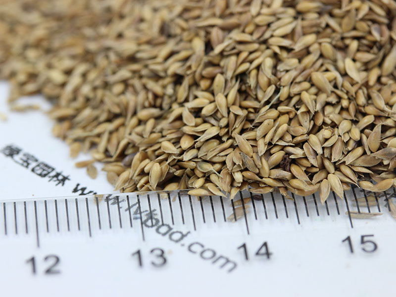 結(jié)縷草種子 結(jié)縷草種子