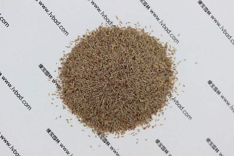 剪股穎種子 剪股穎種子