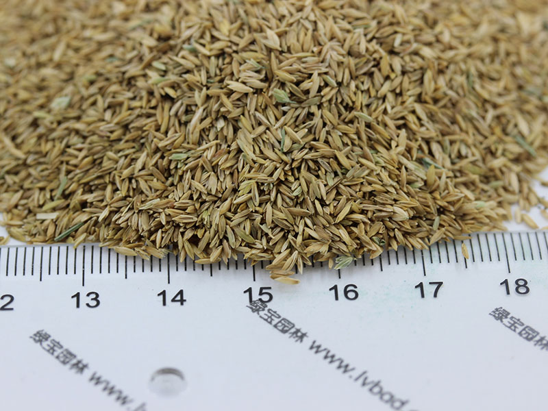 早熟禾種子 早熟禾種子