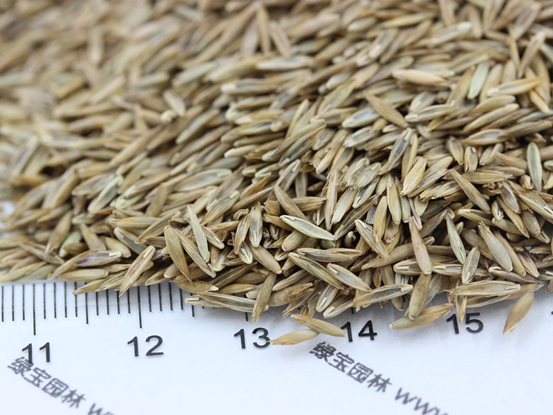 高羊茅種子 高羊茅種子