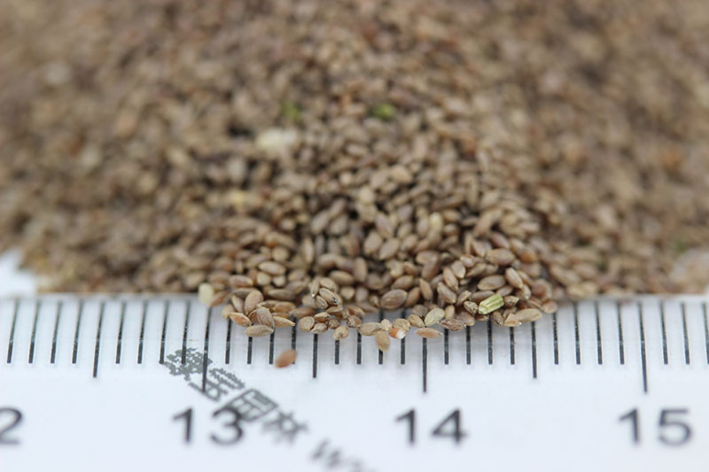 脫殼百慕大種子 脫殼百慕大種子