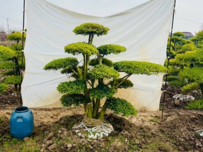 對(duì)節(jié)白蠟盆景樹樁造型樹