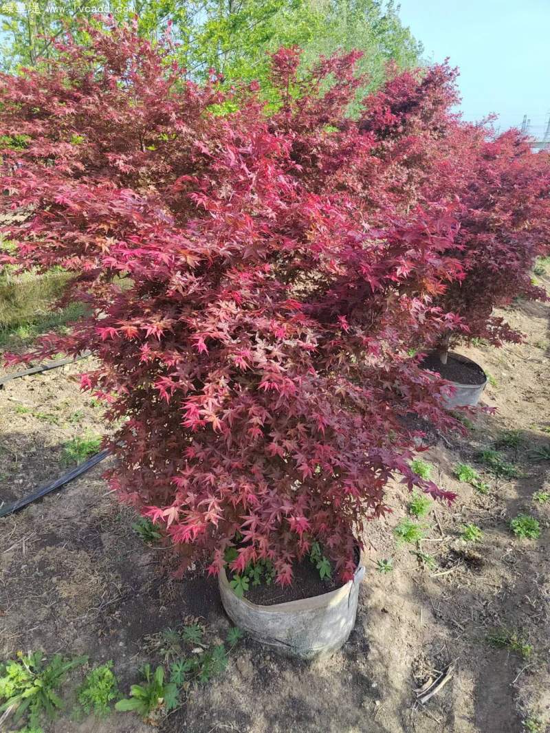 紅楓盆景 紅楓盆景