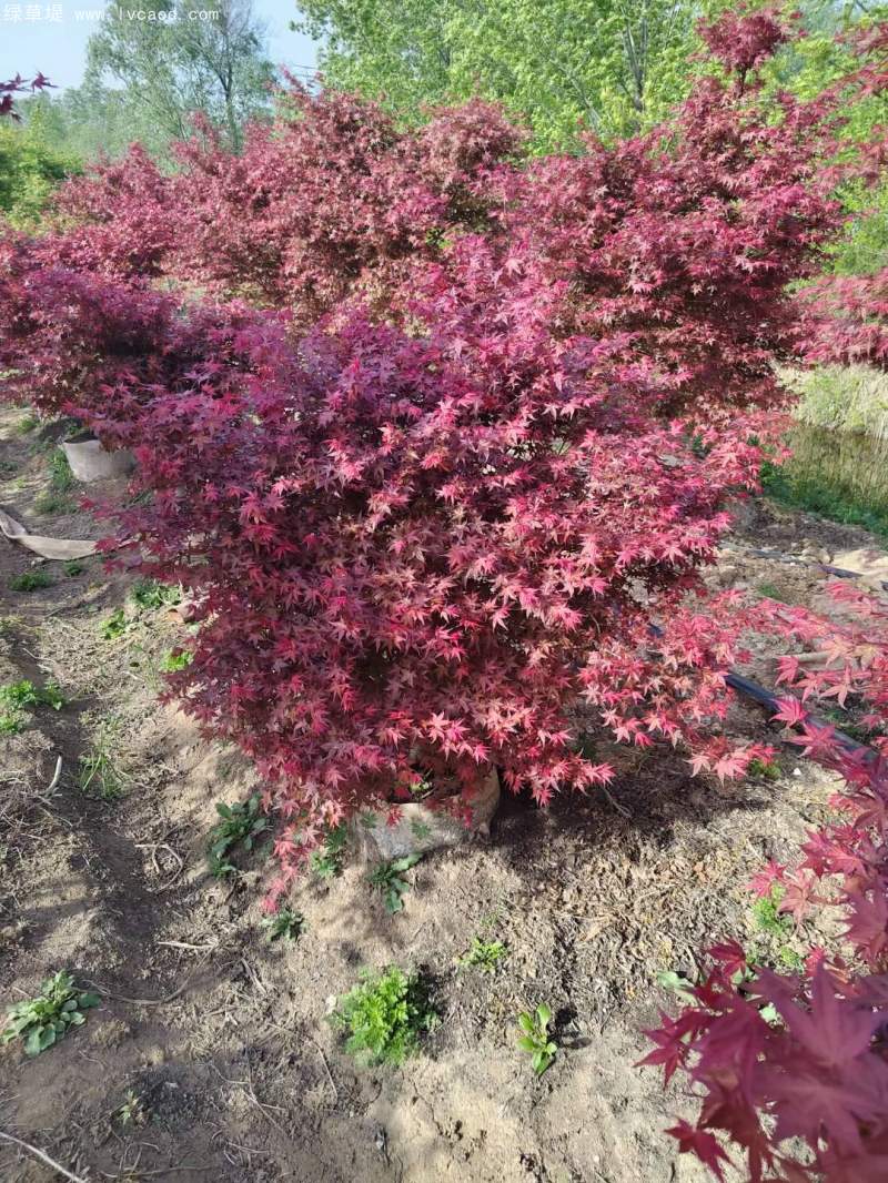 紅楓盆景 紅楓盆景
