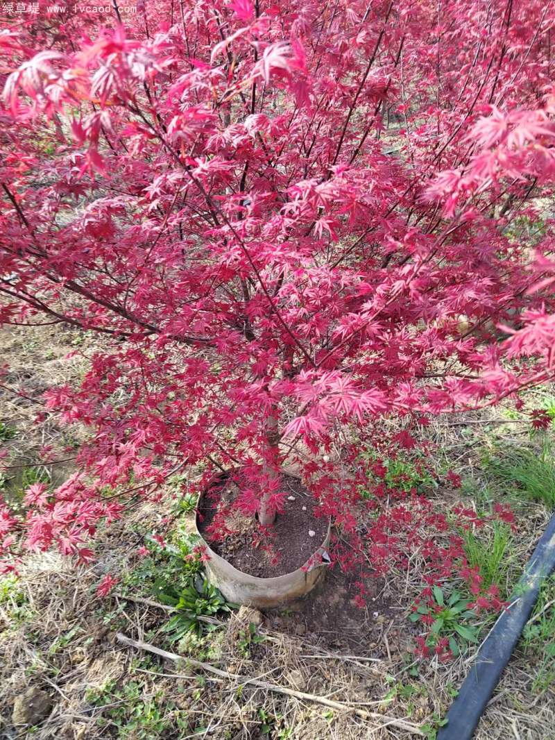 紅楓盆景 紅楓盆景