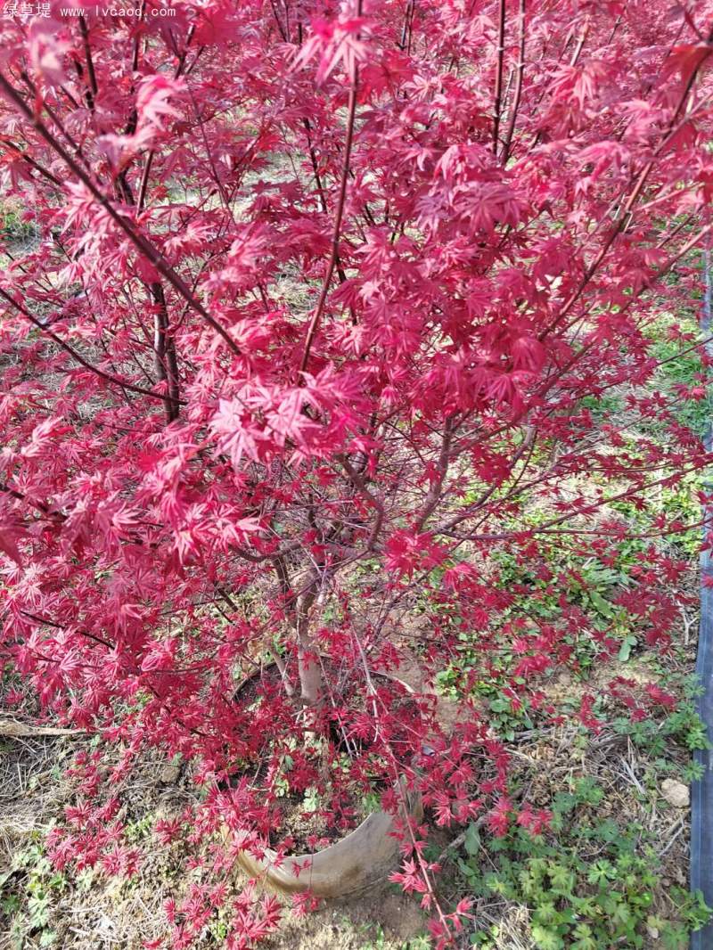 紅楓盆景 紅楓盆景
