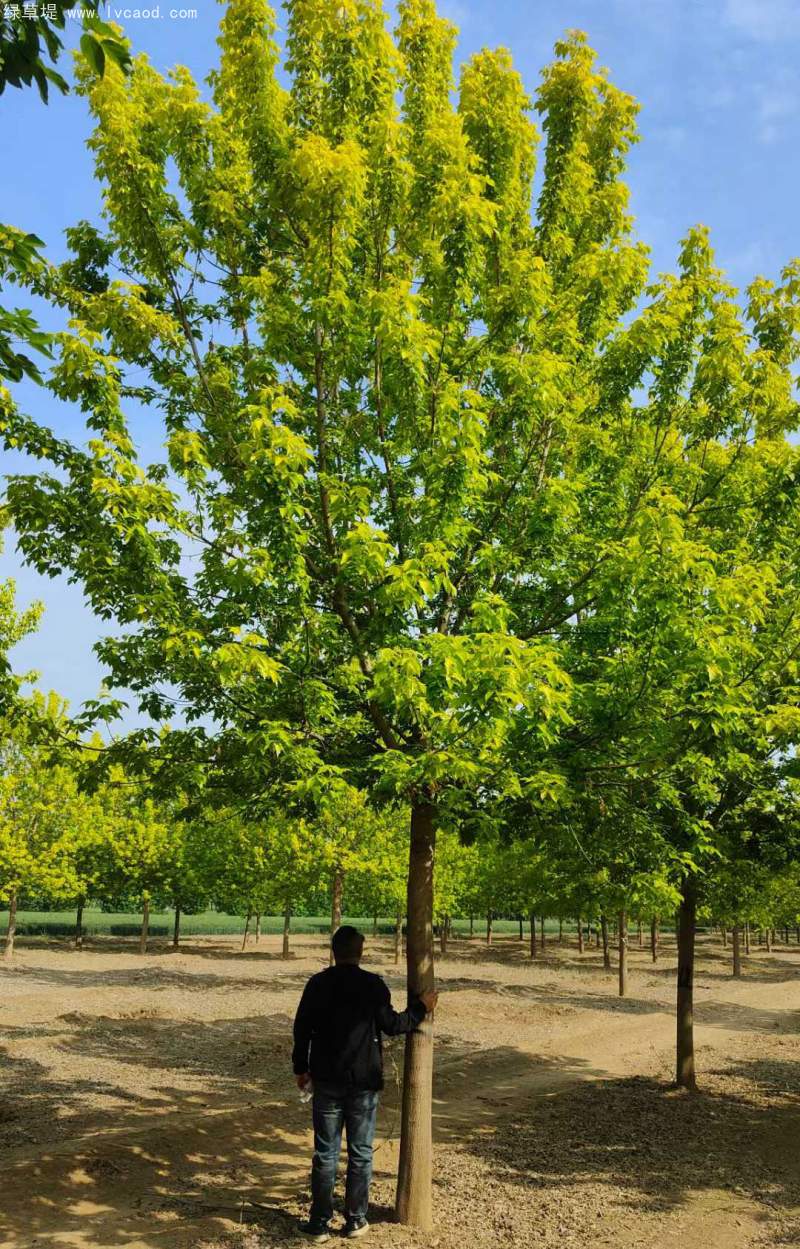 復(fù)葉槭 復(fù)葉槭