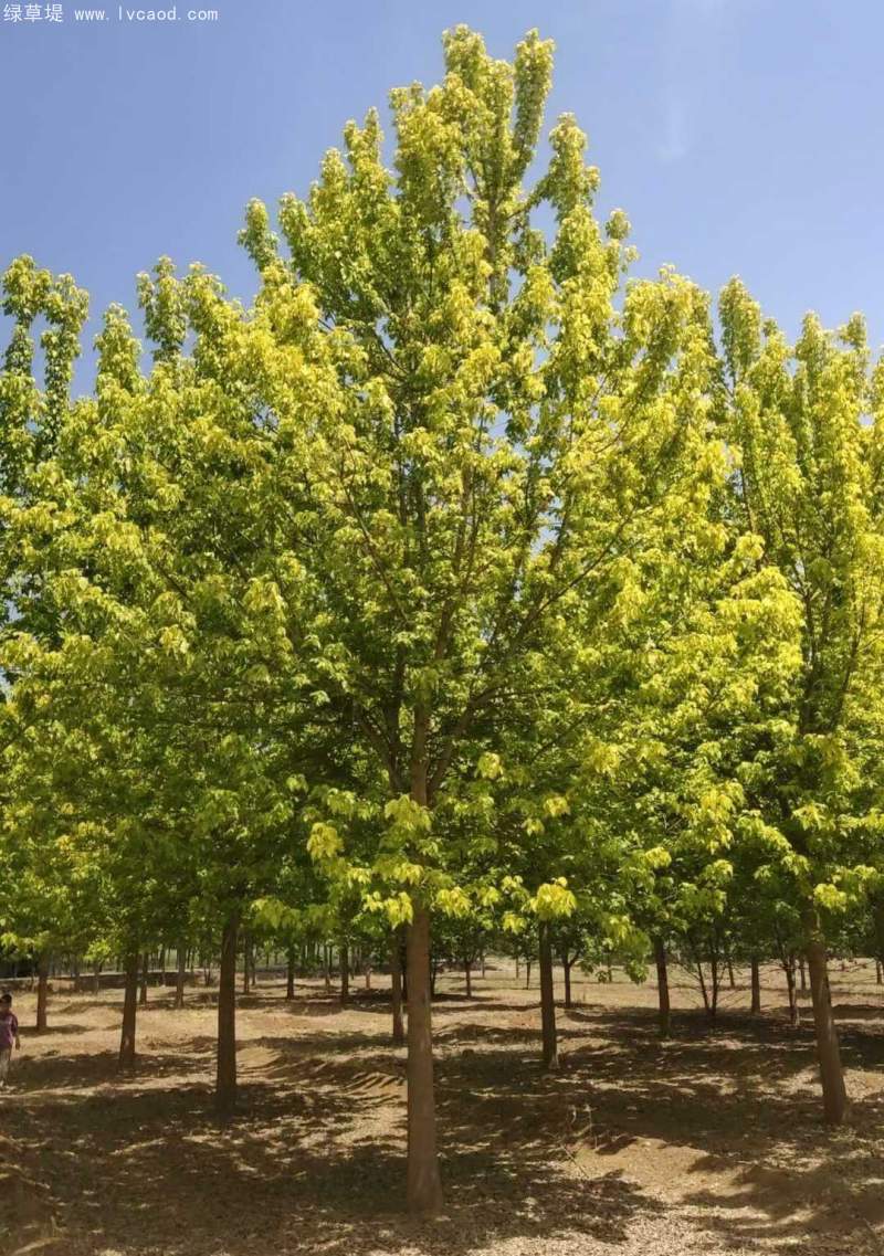 復(fù)葉槭 復(fù)葉槭