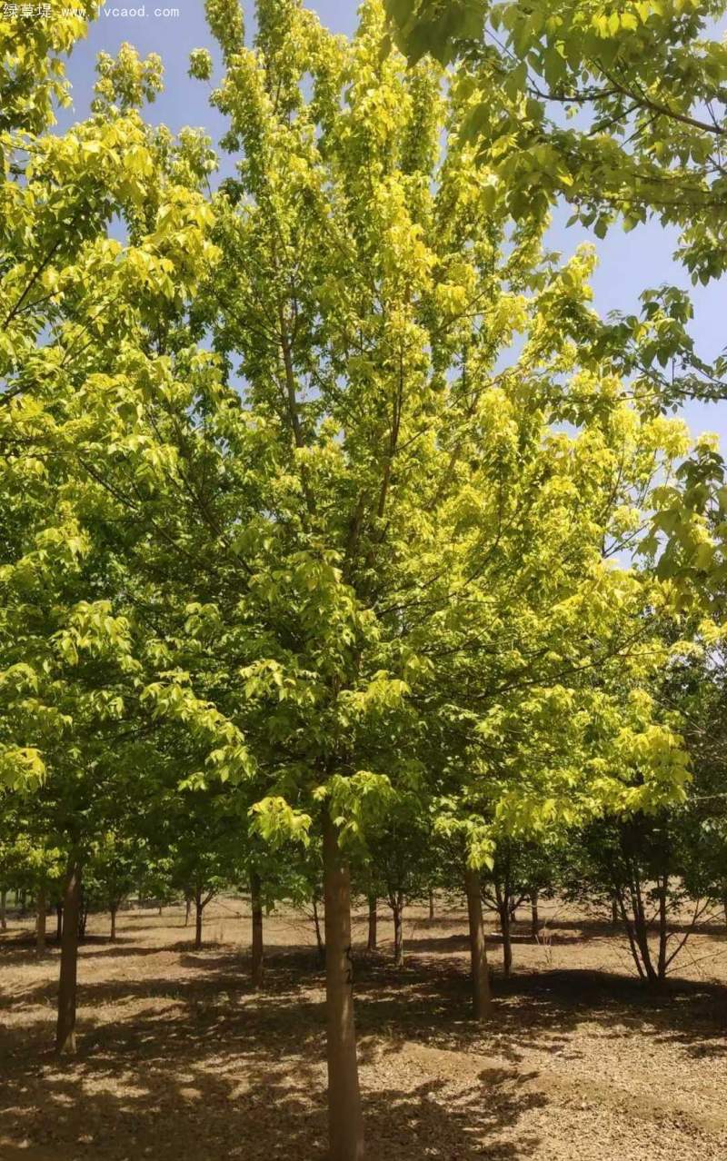 復(fù)葉槭 復(fù)葉槭