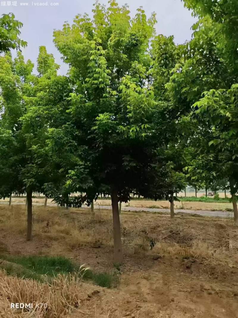 復(fù)葉槭 復(fù)葉槭