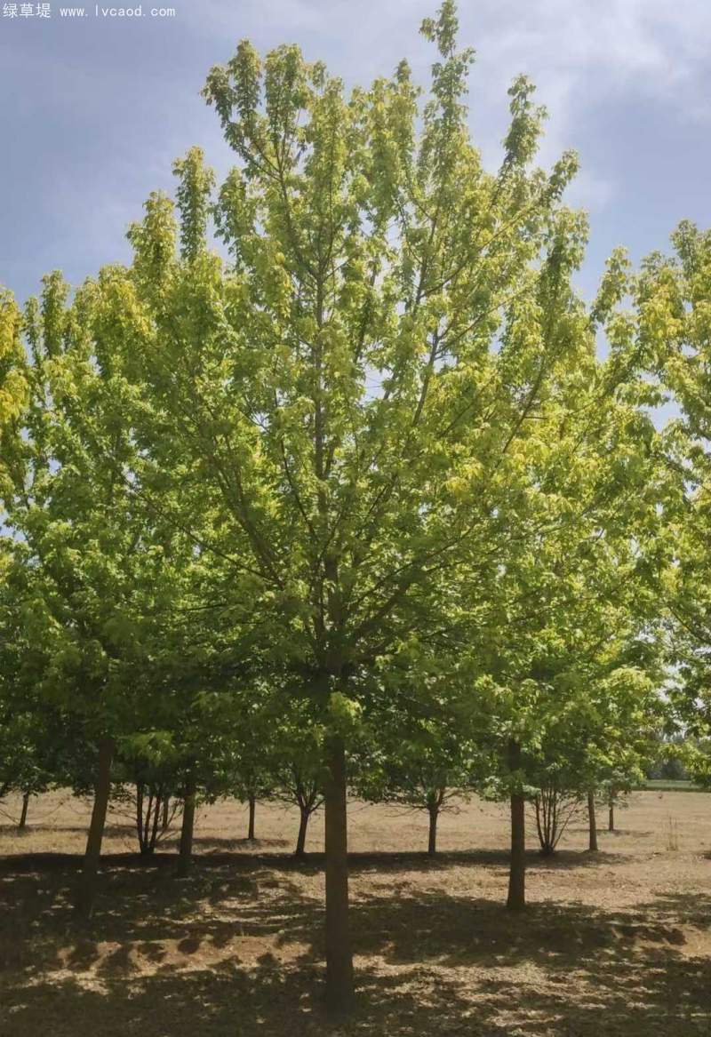 復(fù)葉槭 復(fù)葉槭