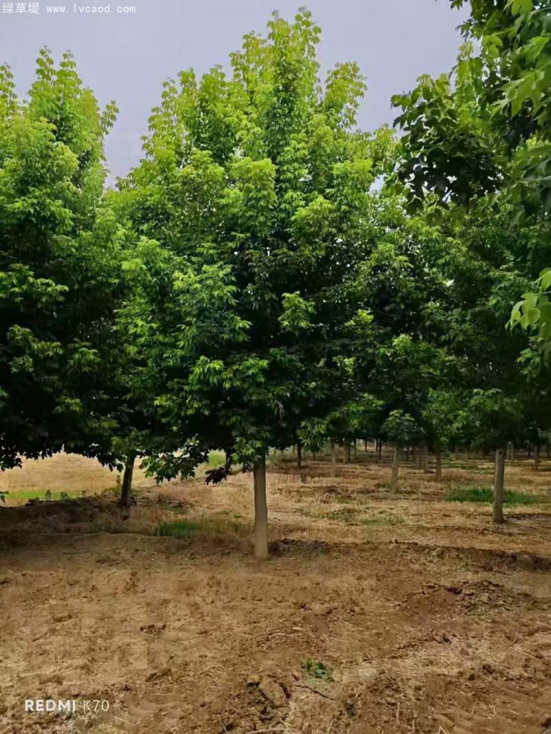 復(fù)葉槭 復(fù)葉槭