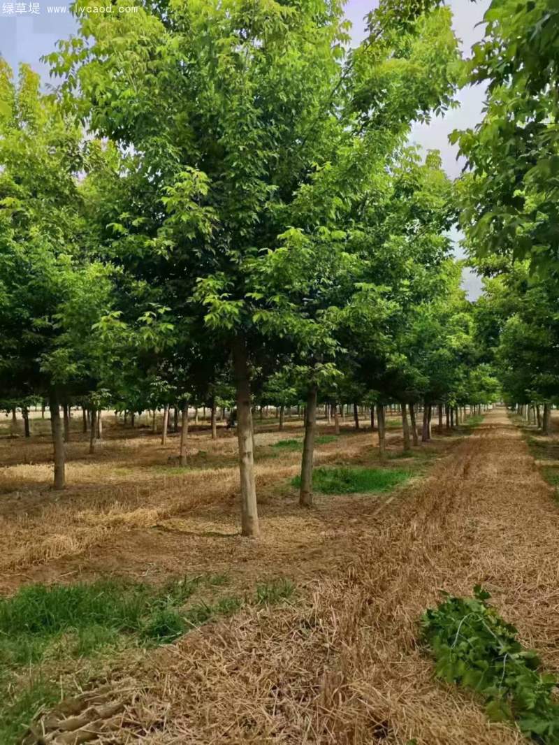 復(fù)葉槭 復(fù)葉槭