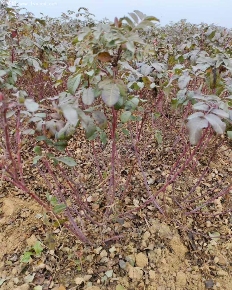 正宗玫瑰花 正宗玫瑰花