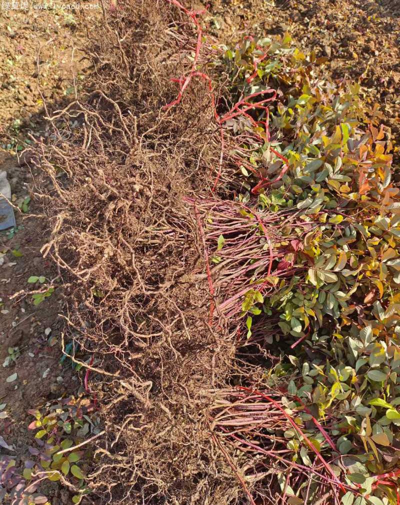 正宗玫瑰花 正宗玫瑰花