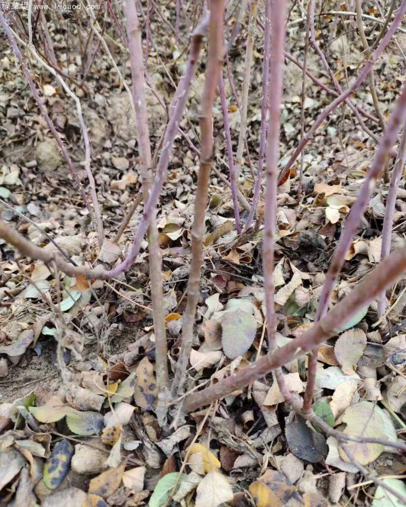 正宗玫瑰花 正宗玫瑰花