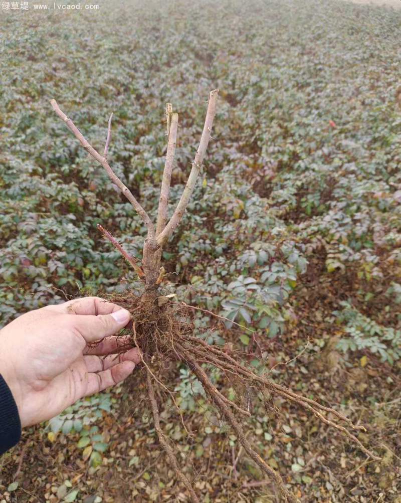 正宗玫瑰花 正宗玫瑰花