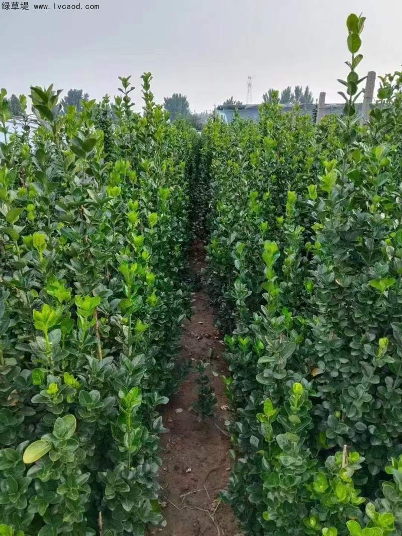 北海道黃楊種植苗圃基地 北海道黃楊種植苗圃基地