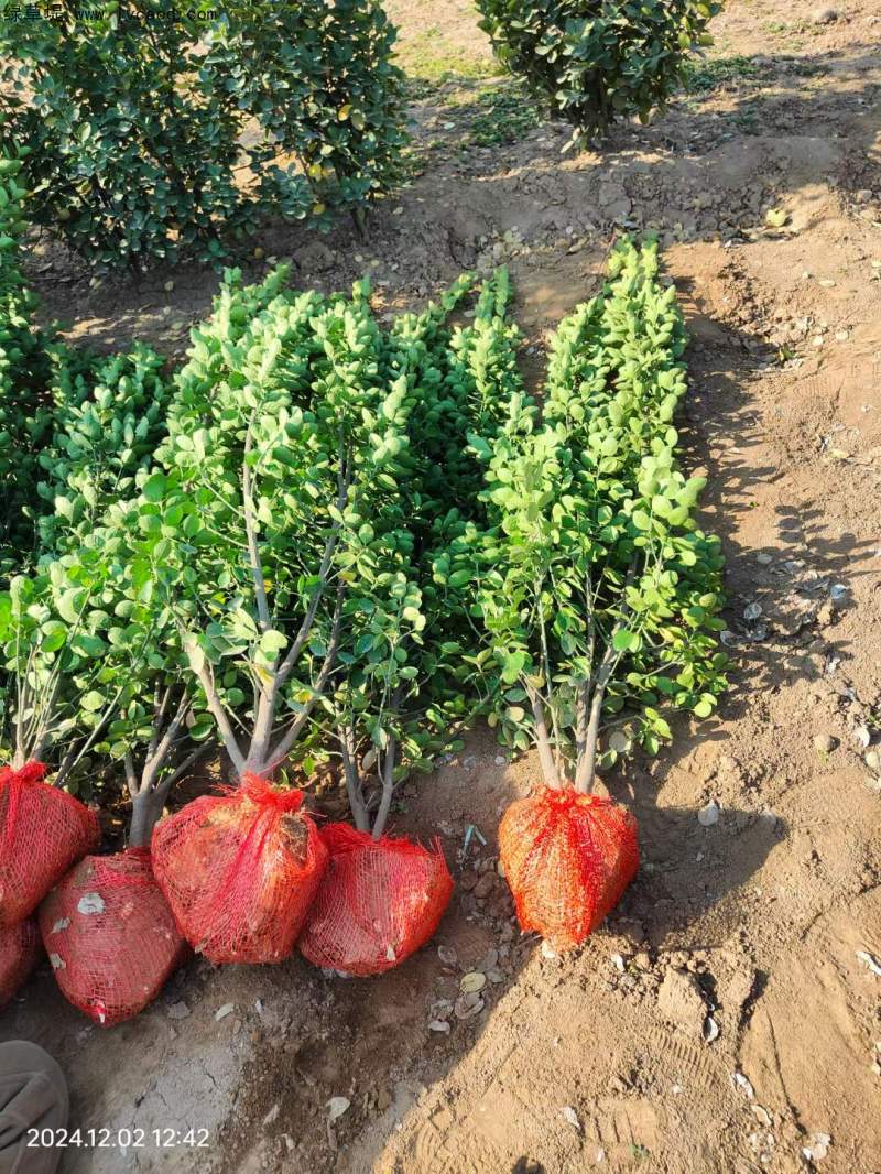 叢生北海道黃楊 叢生北海道黃楊