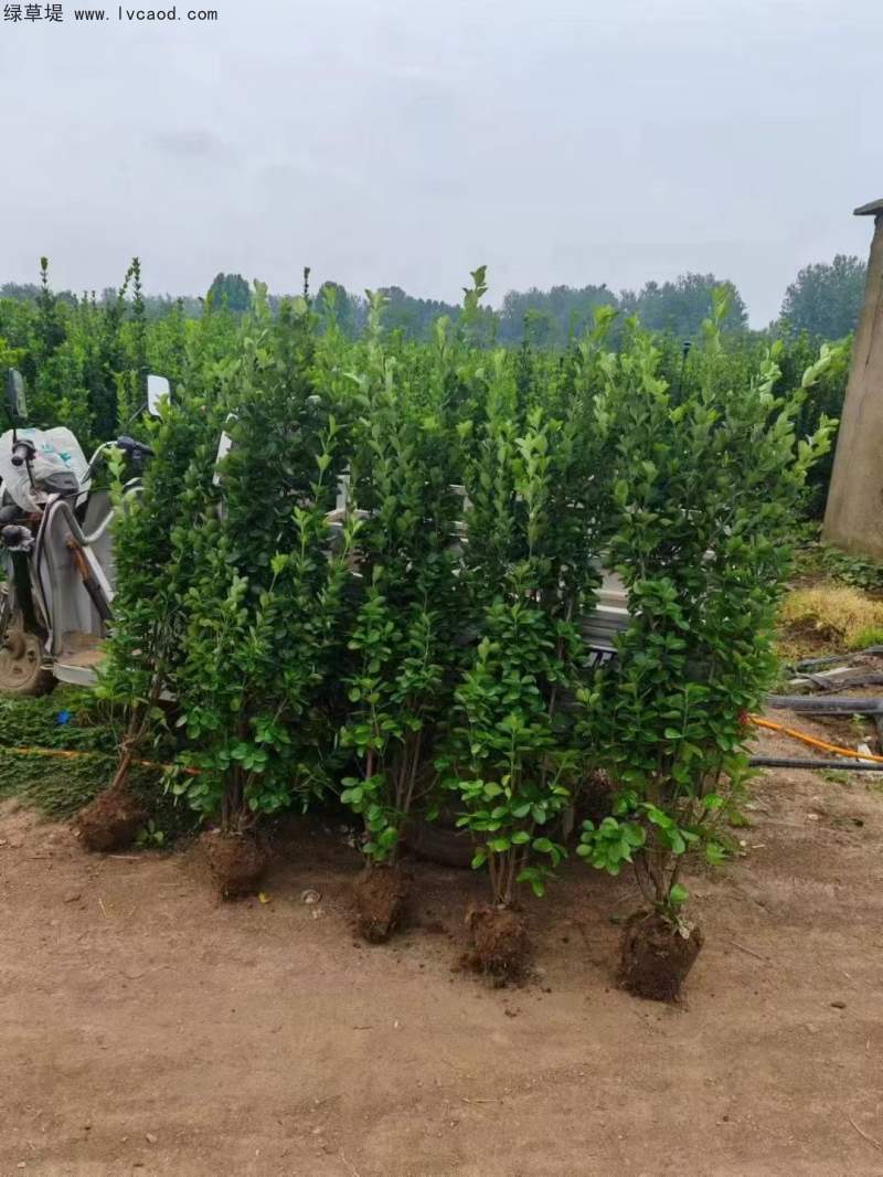 叢生北海道黃楊 叢生北海道黃楊