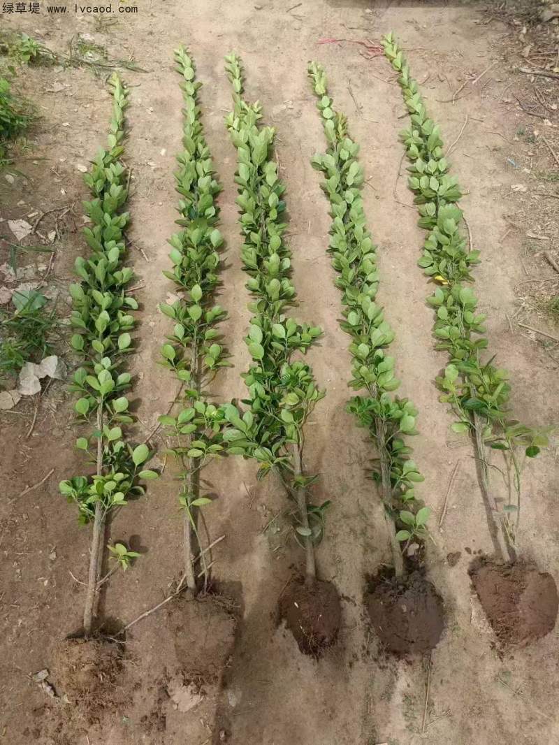 單桿北海道黃楊 單桿北海道黃楊