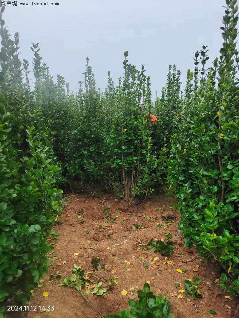 北海道黃楊種植苗圃基地 北海道黃楊種植苗圃基地
