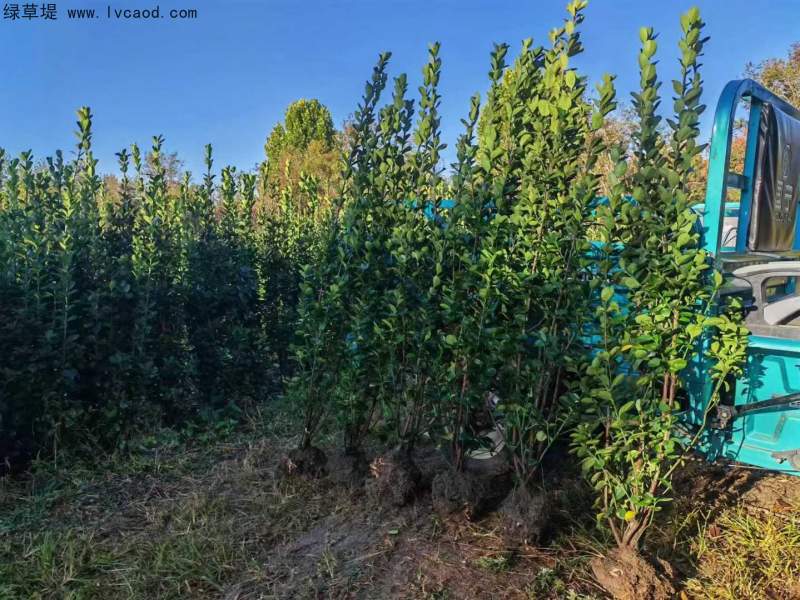 叢生北海道黃楊 叢生北海道黃楊