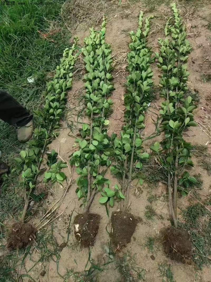 多頭多桿北海道黃楊 多頭多桿北海道黃楊