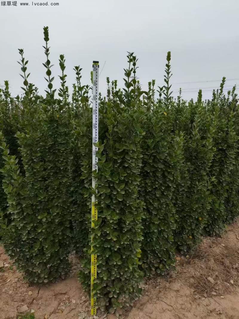 北海道黃楊種植苗圃基地 北海道黃楊種植苗圃基地