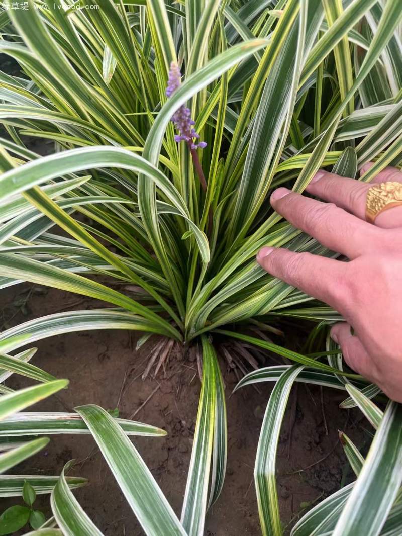金邊麥冬草 金邊麥冬草