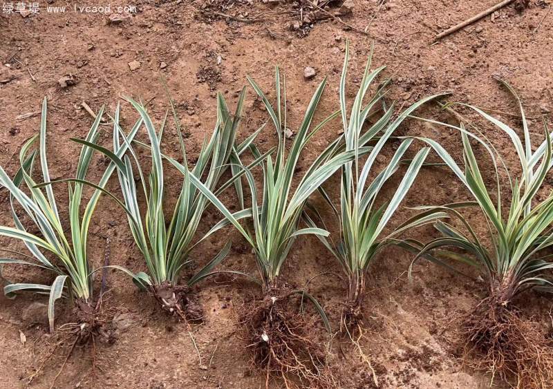 金邊麥冬草 金邊麥冬草