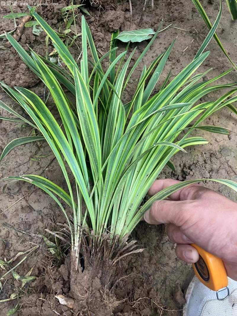 金邊麥冬草 金邊麥冬草