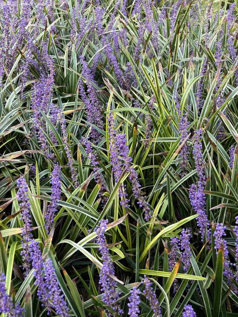 金邊麥冬草 金邊麥冬草