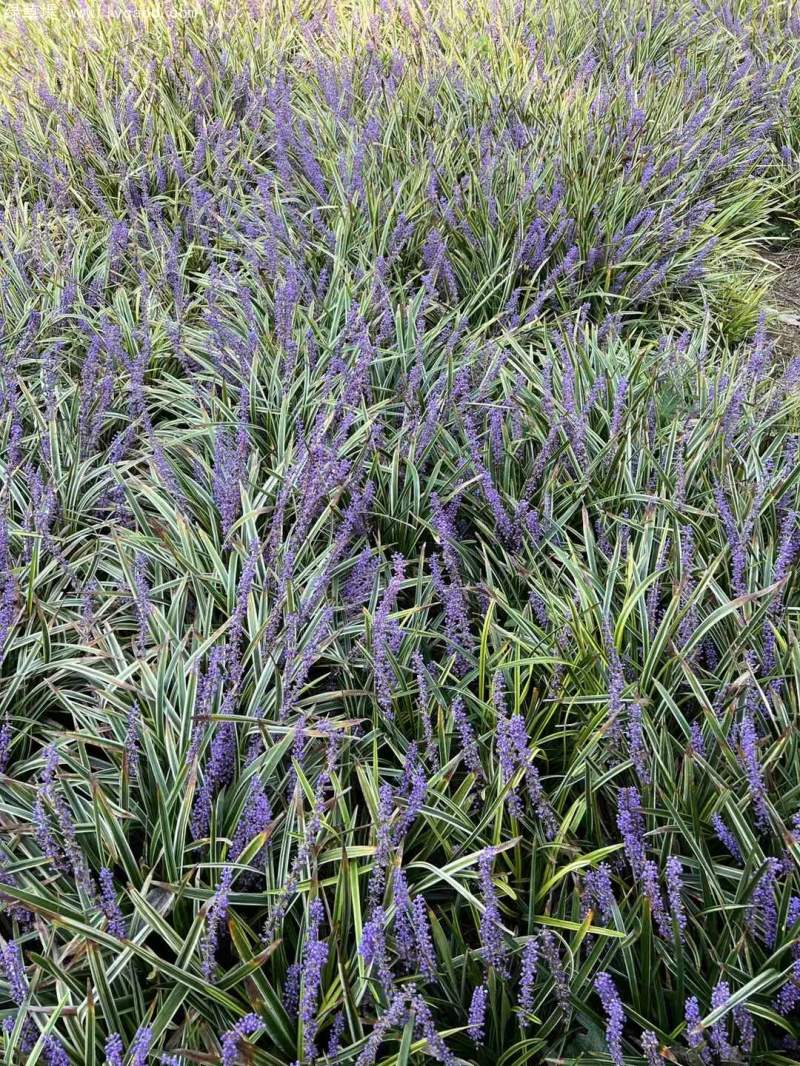 金邊麥冬草 金邊麥冬草