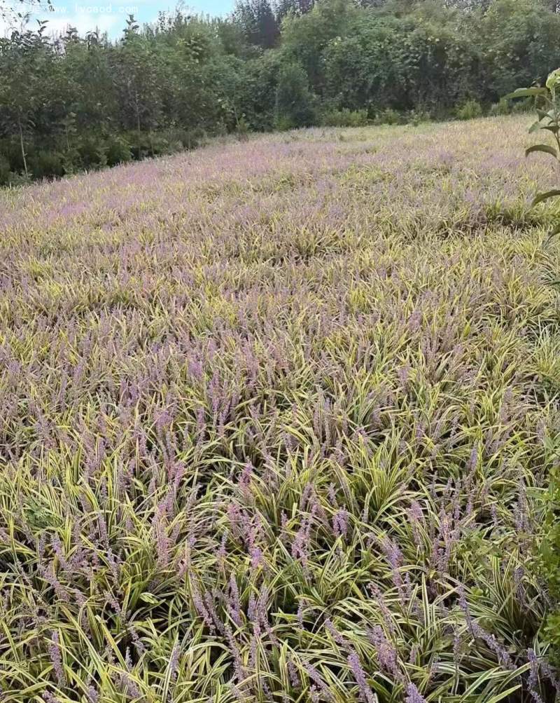 金邊麥冬草 金邊麥冬草