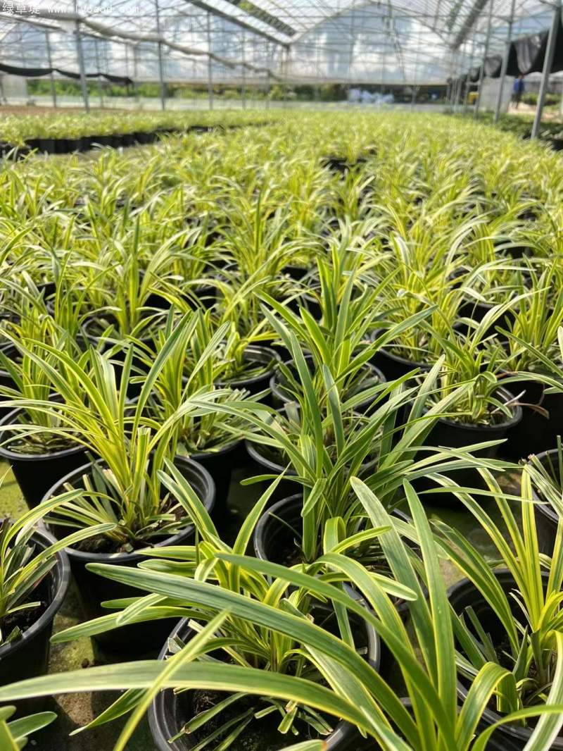 金邊麥冬草杯苗容器苗盆栽 金邊麥冬草杯苗容器苗盆栽