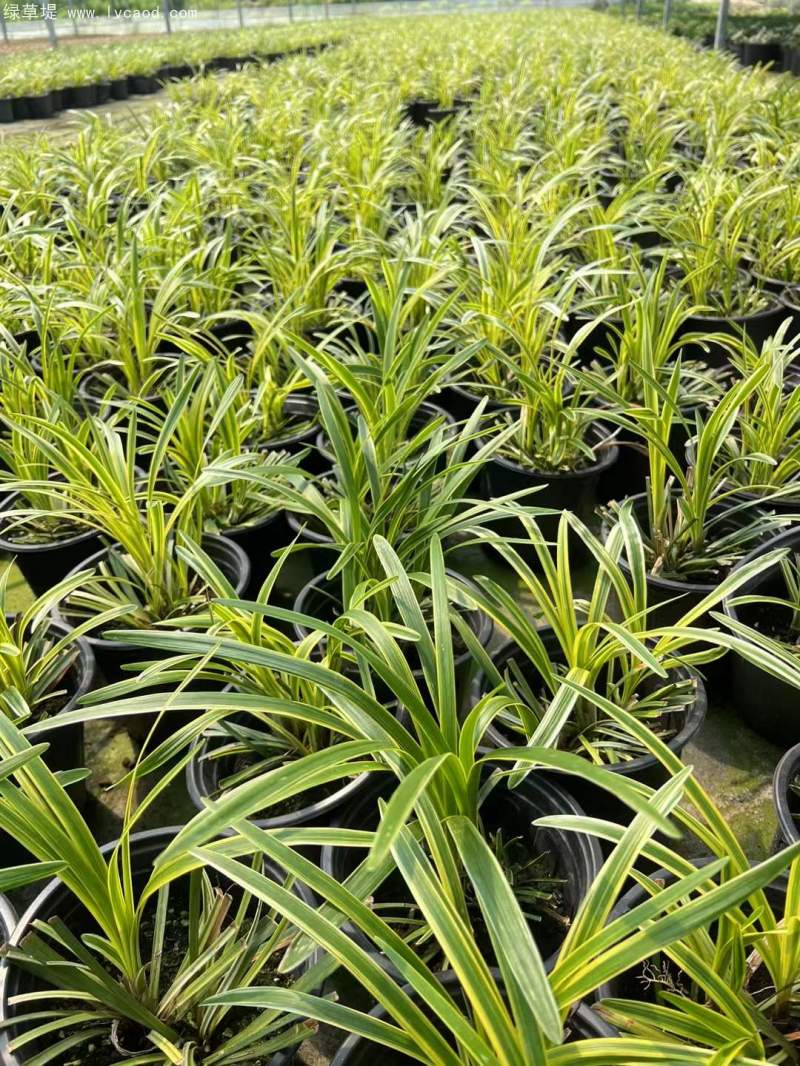 金邊麥冬草杯苗容器苗盆栽 金邊麥冬草杯苗容器苗盆栽