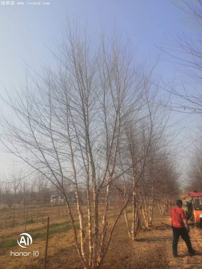 白樺樹叢生落葉大喬木