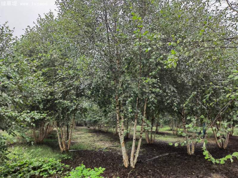 白樺樹叢生落葉大喬木