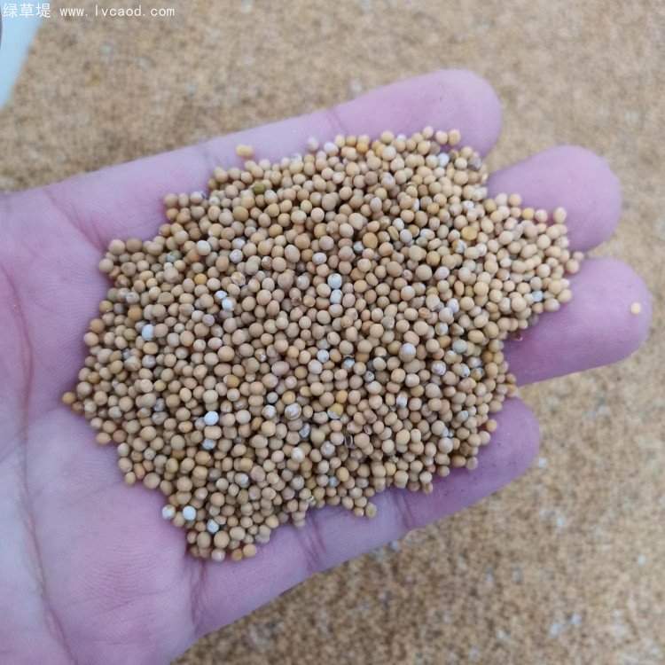 白芥種子芥子 白芥種子芥子