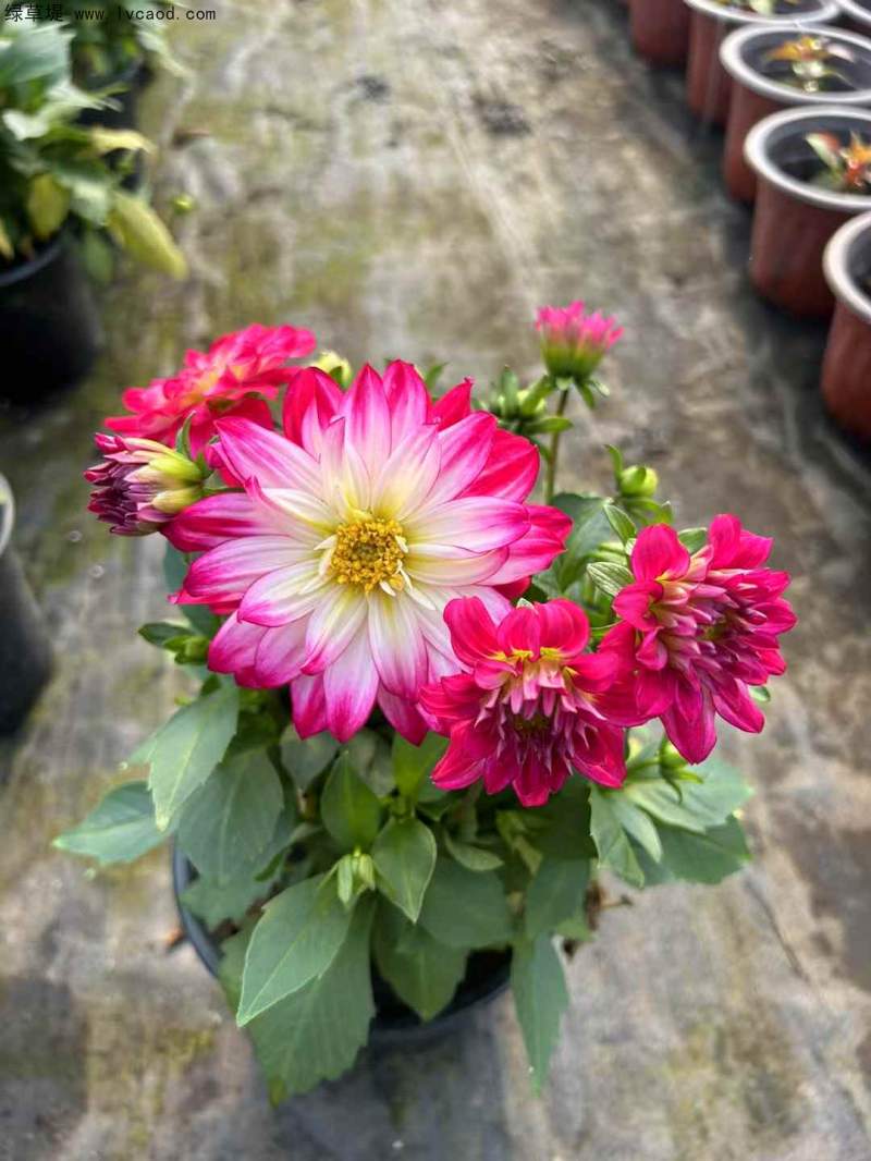 大麗花盆栽完全開花狀態(tài)