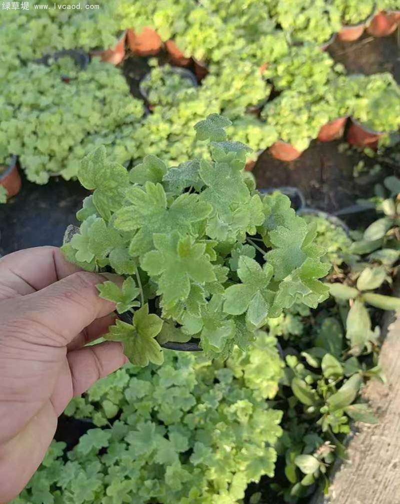 飛燕草杯苗盆栽容器苗