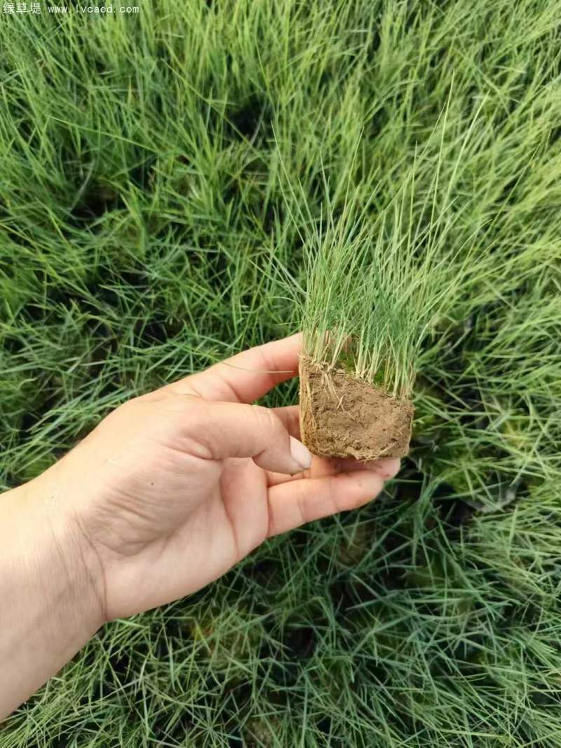 粉黛亂子草苗杯苗盆栽 粉黛亂子草苗杯苗盆栽