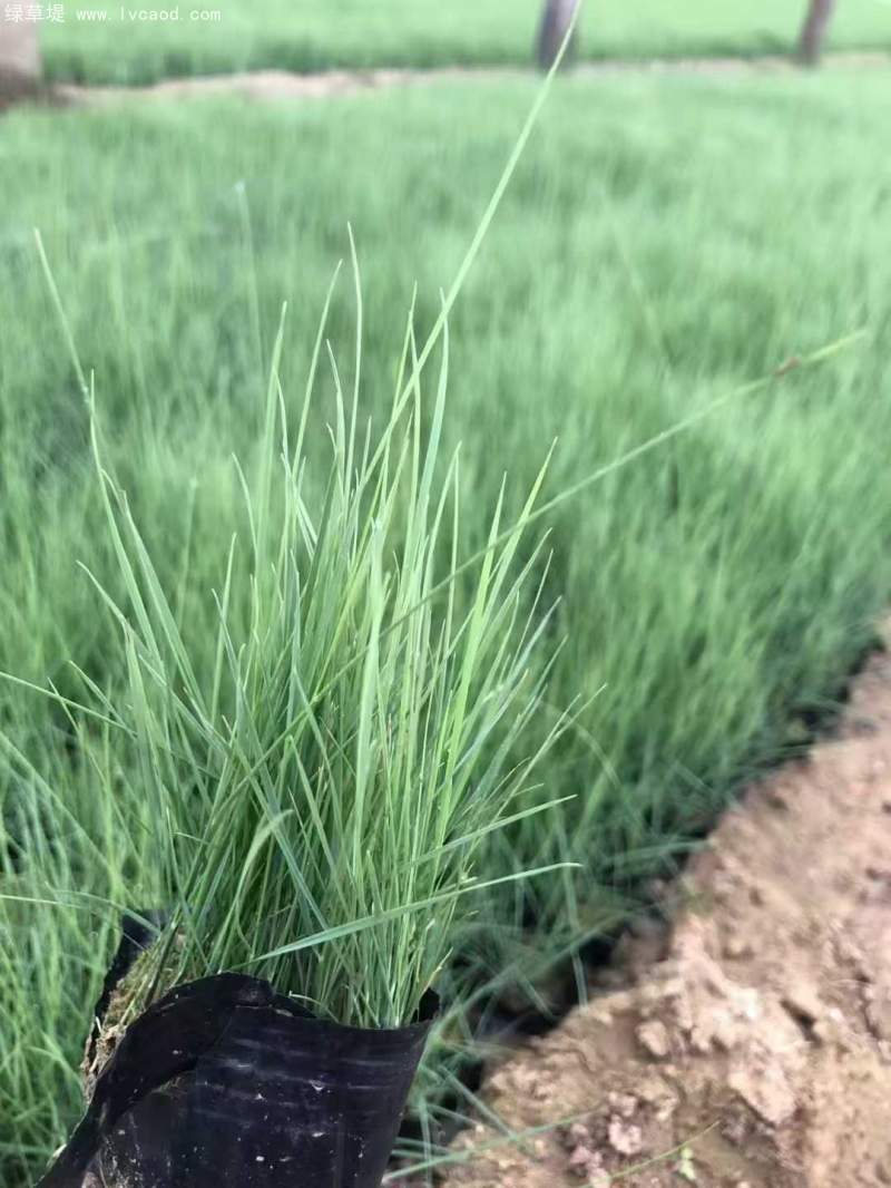 粉黛亂子草苗杯苗盆栽容器苗 粉黛亂子草苗杯苗盆栽容器苗