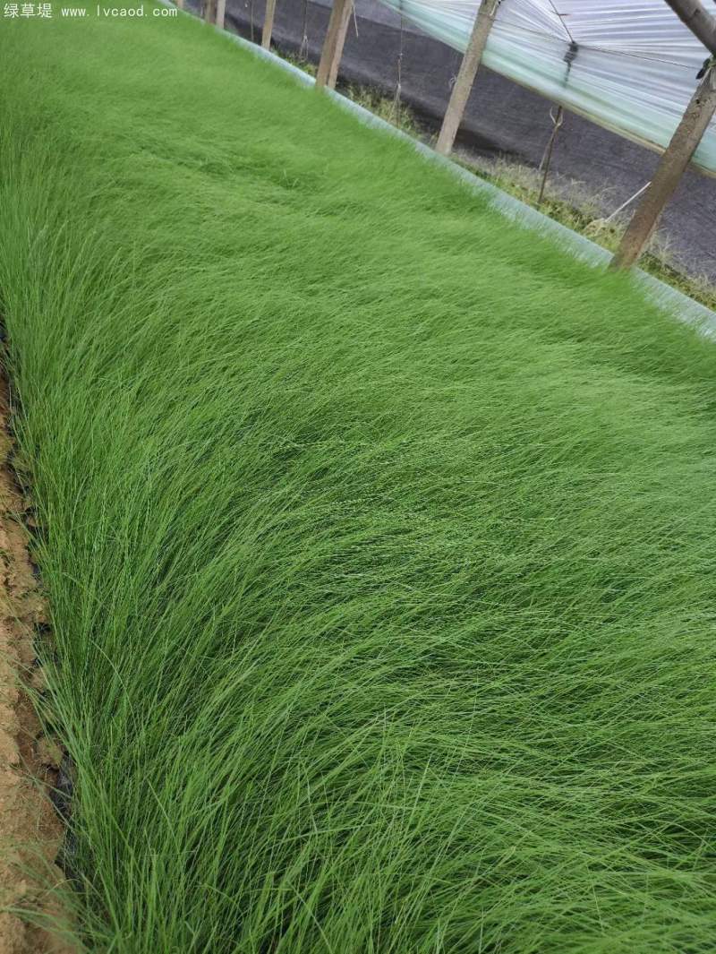 粉黛亂子草苗杯苗盆栽容器苗 粉黛亂子草苗杯苗盆栽容器苗