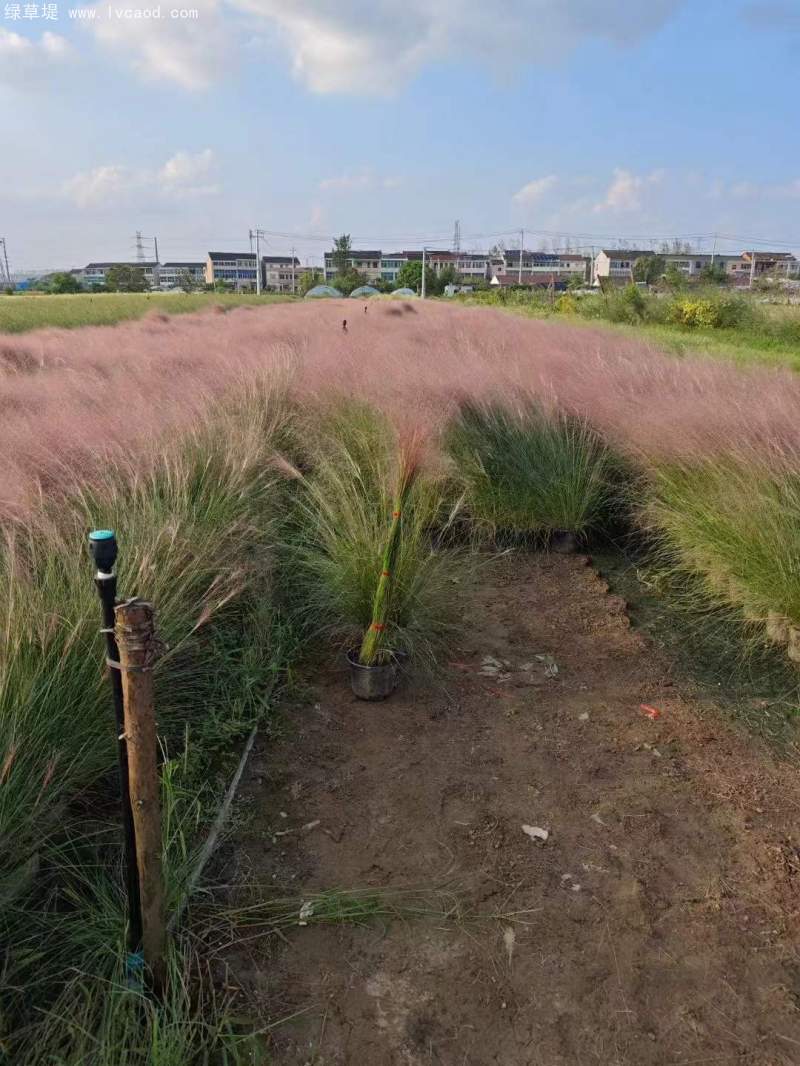 粉黛亂子草苗杯苗盆栽容器苗 粉黛亂子草苗杯苗盆栽容器苗