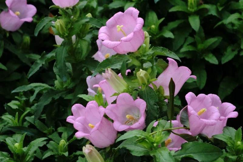 風(fēng)鈴草風(fēng)鈴花 風(fēng)鈴草風(fēng)鈴花