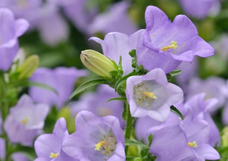 風(fēng)鈴草風(fēng)鈴花 風(fēng)鈴草風(fēng)鈴花