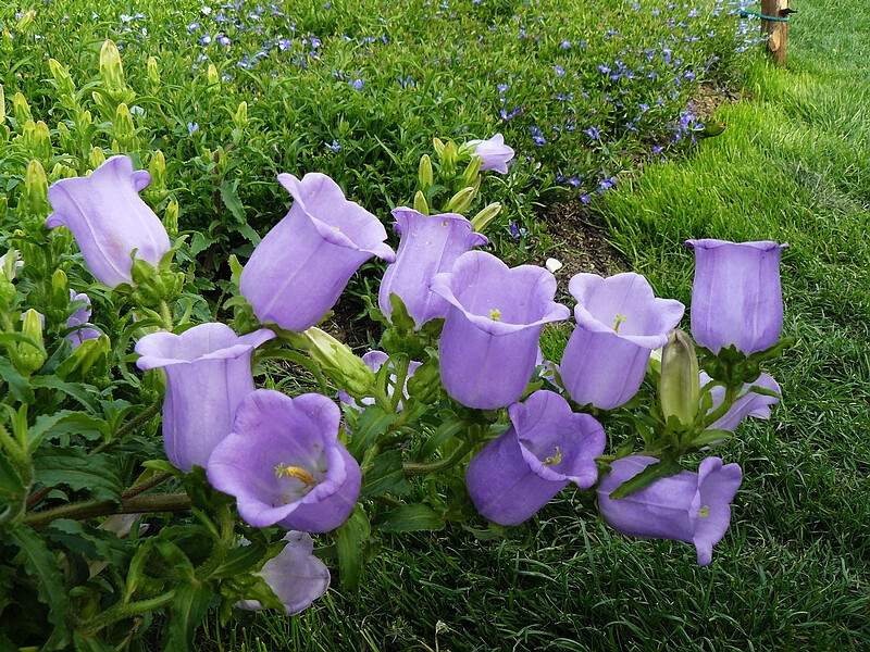 風(fēng)鈴草風(fēng)鈴花 風(fēng)鈴草風(fēng)鈴花