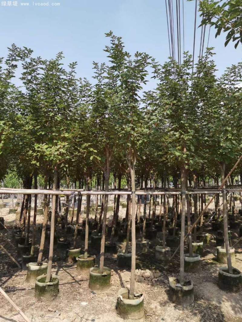 風(fēng)鈴木 風(fēng)鈴木